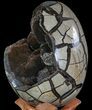 Huge, Septarian Dragon Egg Geode - Crystal Filled #63135-4